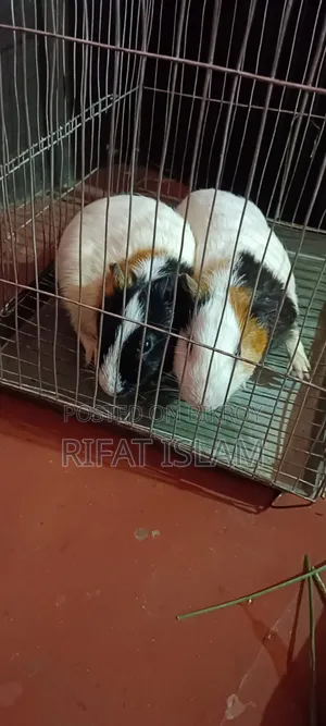 আমেরিকান গিনি পিগ