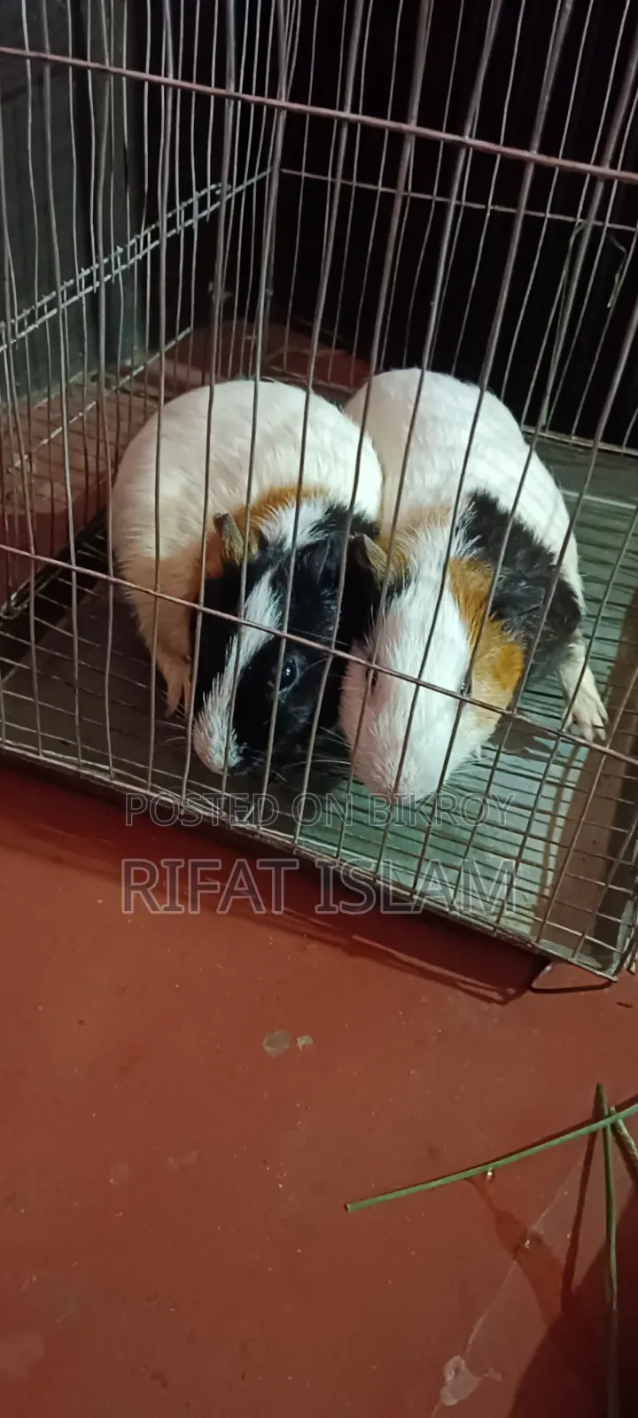 আমেরিকান গিনি পিগ