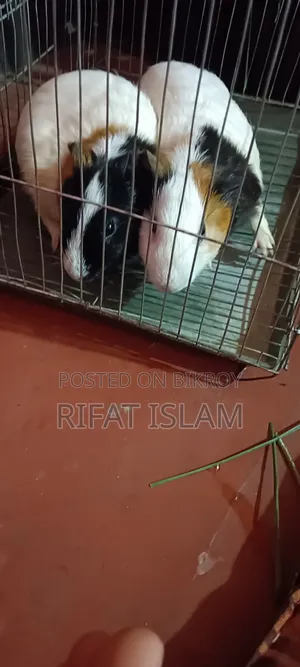 আমেরিকান গিনি পিগ