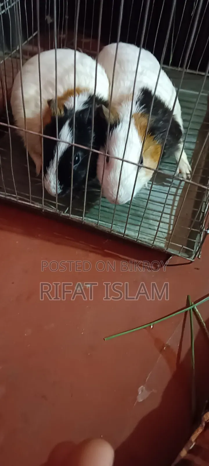 আমেরিকান গিনি পিগ