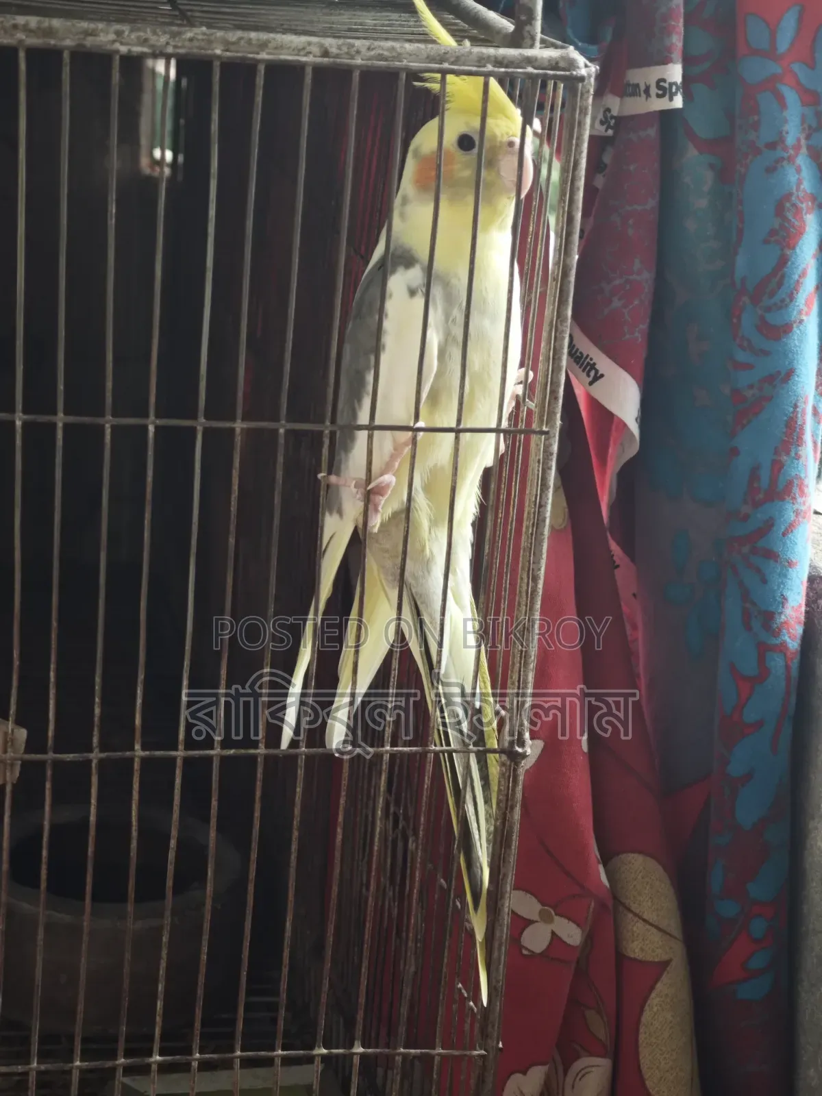 Lutino কোকাটেল পাইড Male
