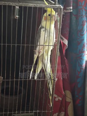 Lutino কোকাটেল পাইড Male