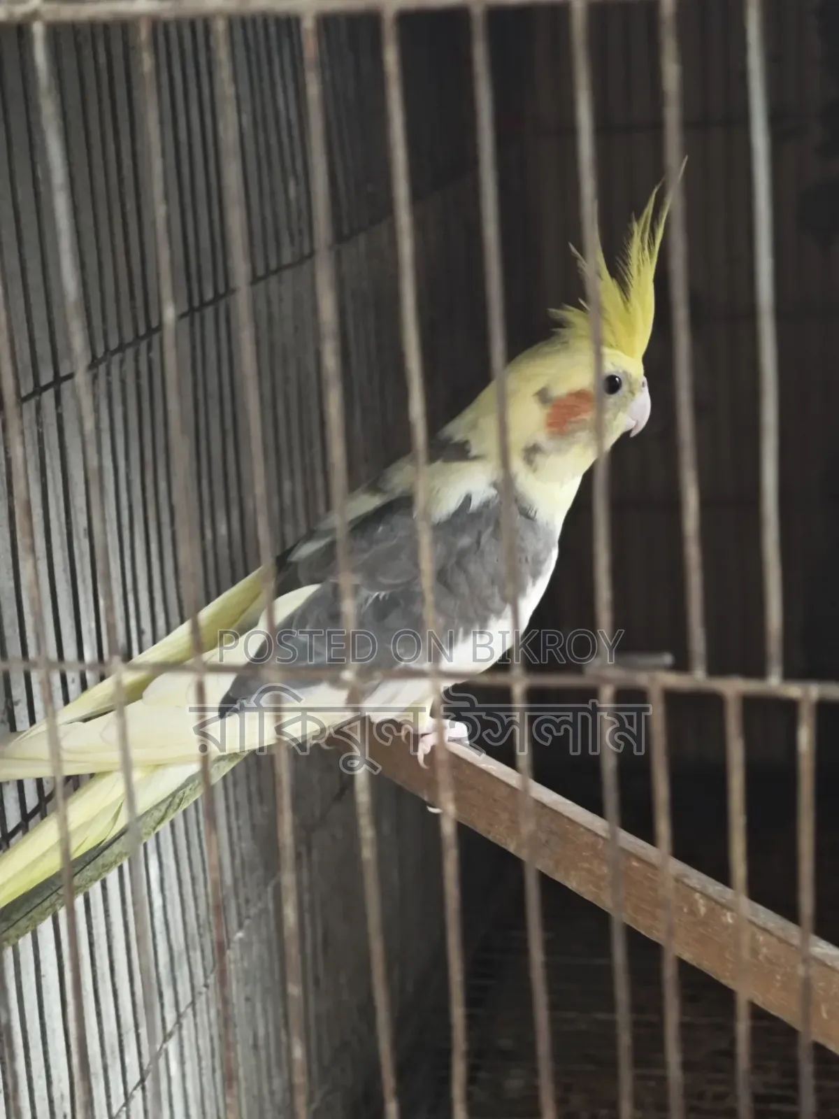 Lutino কোকাটেল পাইড Male