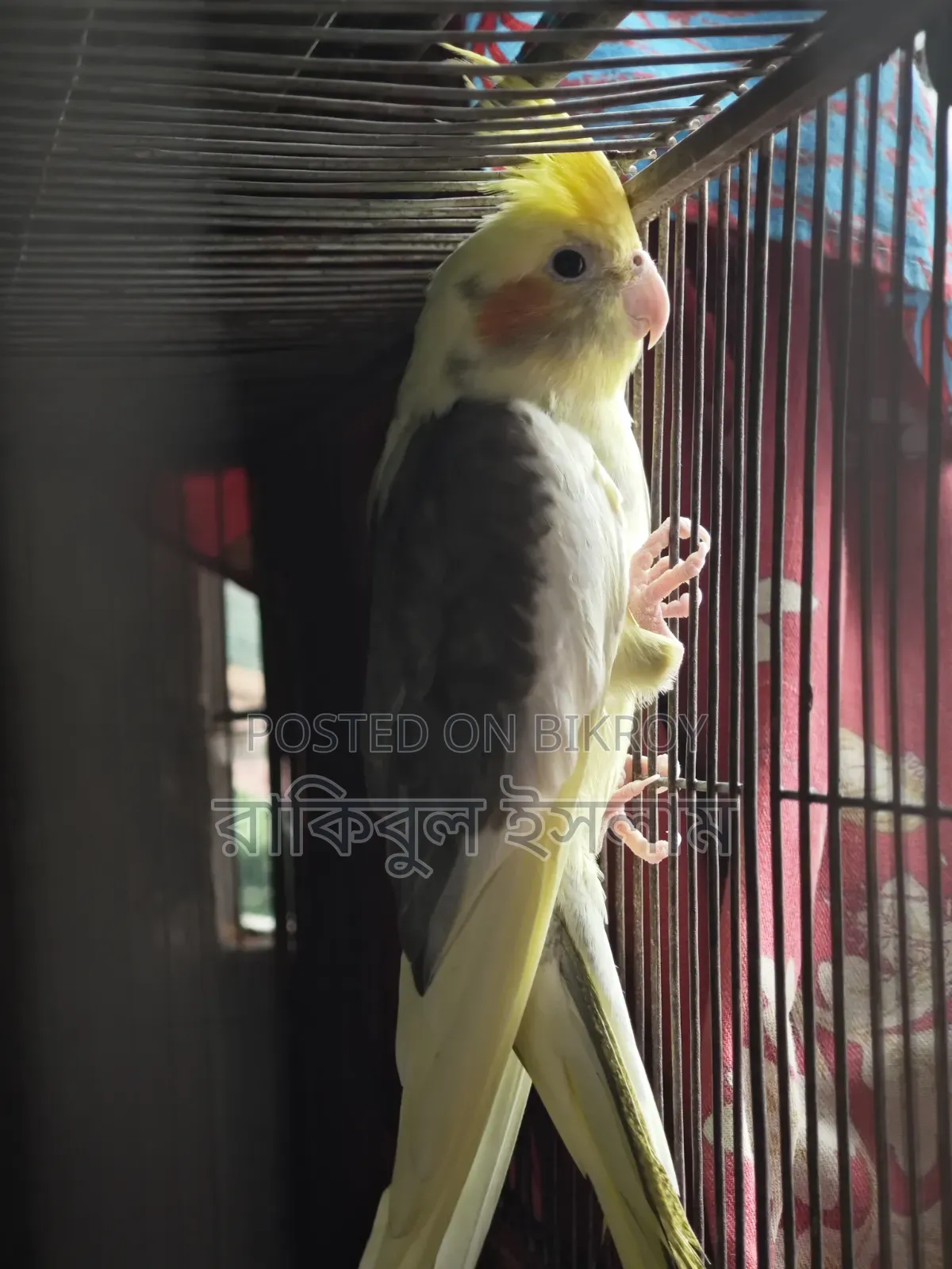 Lutino কোকাটেল পাইড Male