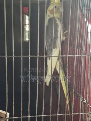 Lutino কোকাটেল পাইড Male