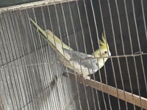 Lutino কোকাটেল পাইড Male
