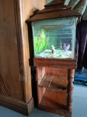 Fish Aquarium