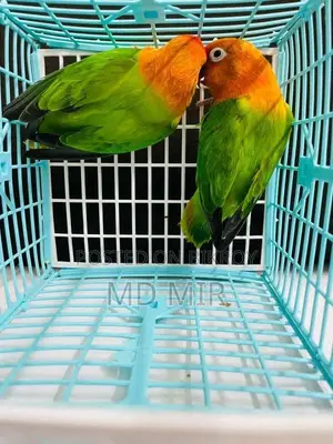 Love Birds