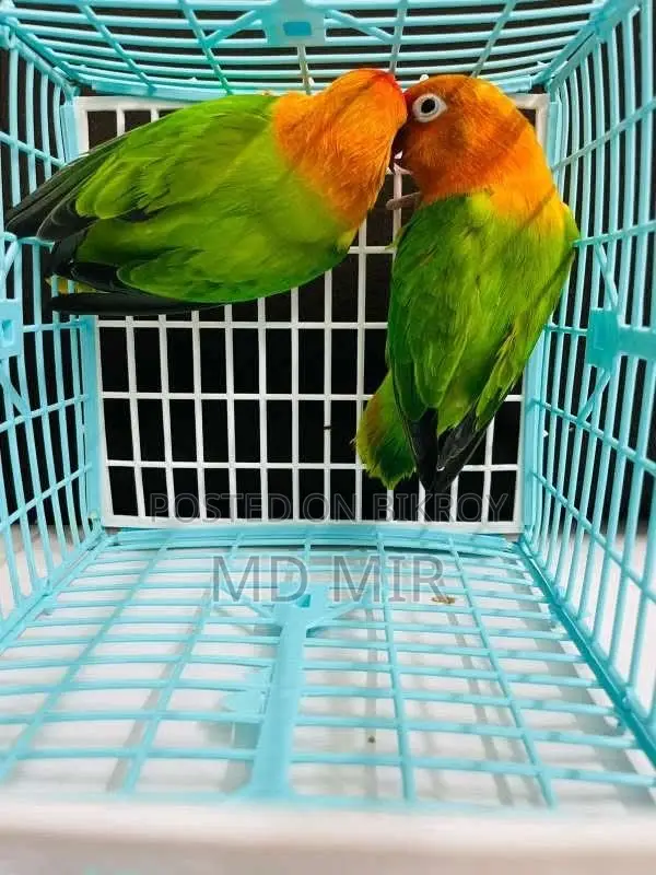 Love Birds