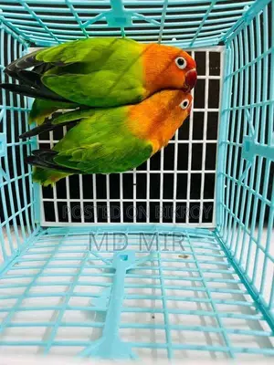 Love Birds