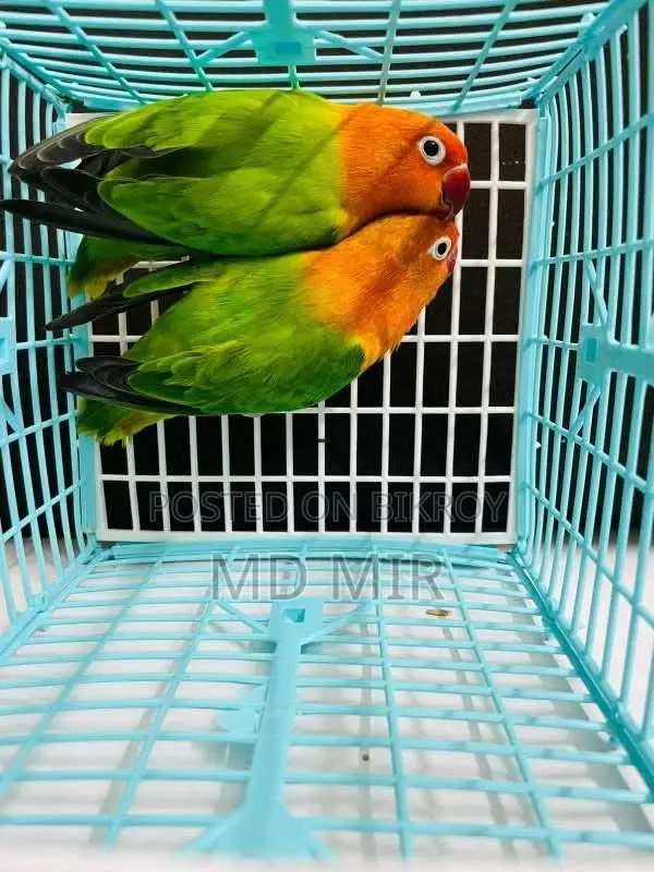 Love Birds