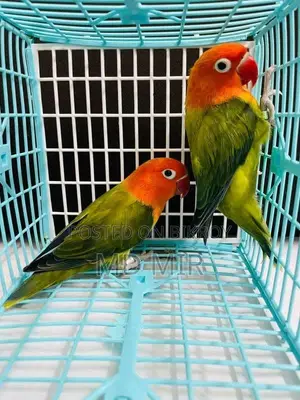 Love Birds