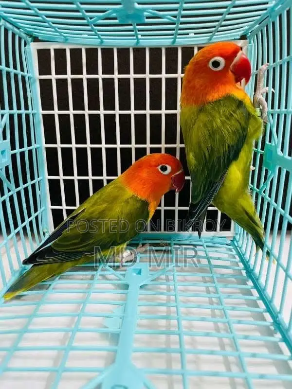 Love Birds