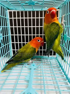 Love Birds