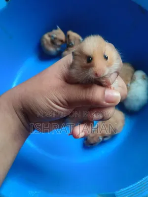 Syrian Hamster for Sell