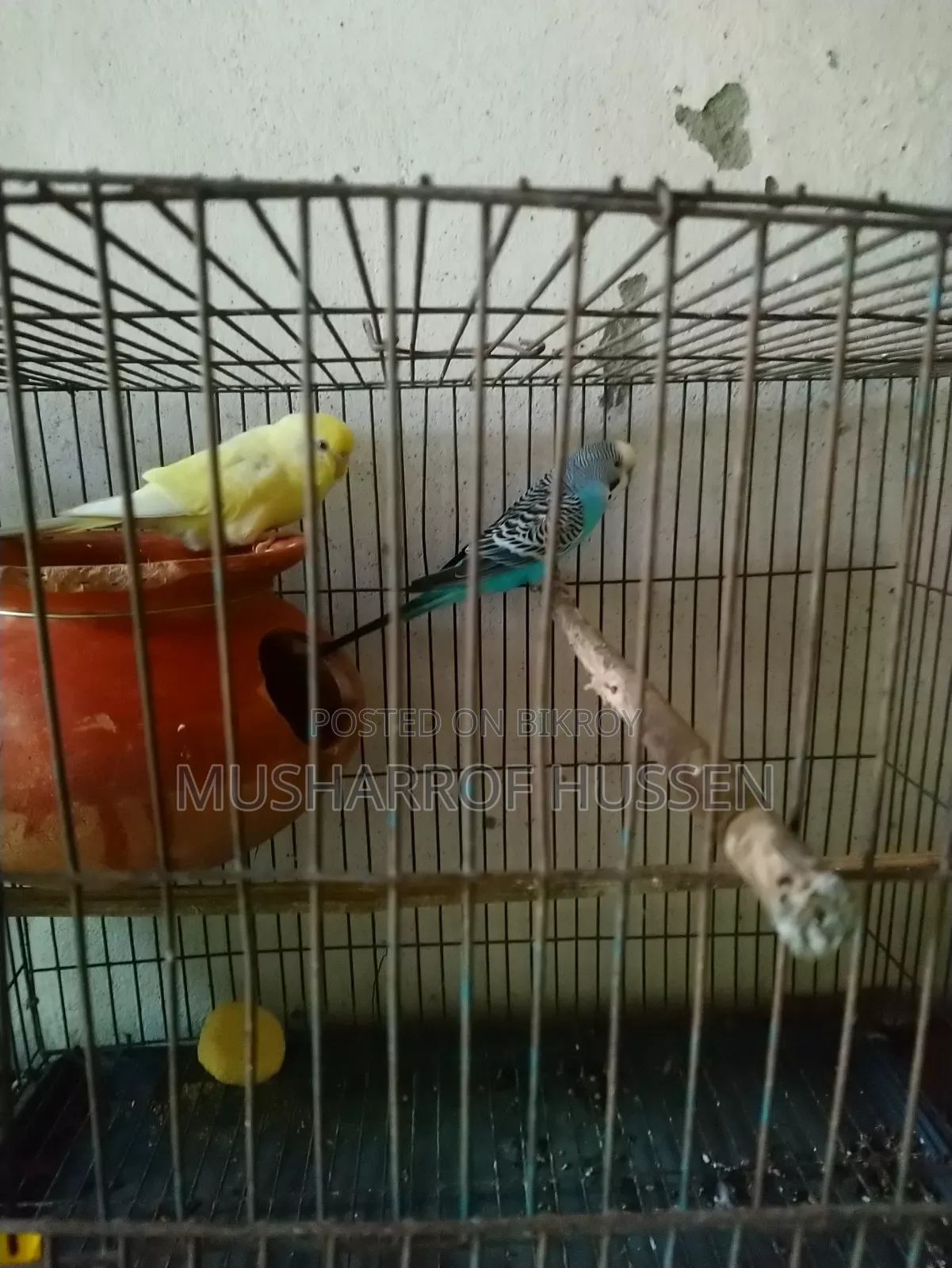 ১জোরা রানিং বাজিগর পাখি বিক্রি করা হবে