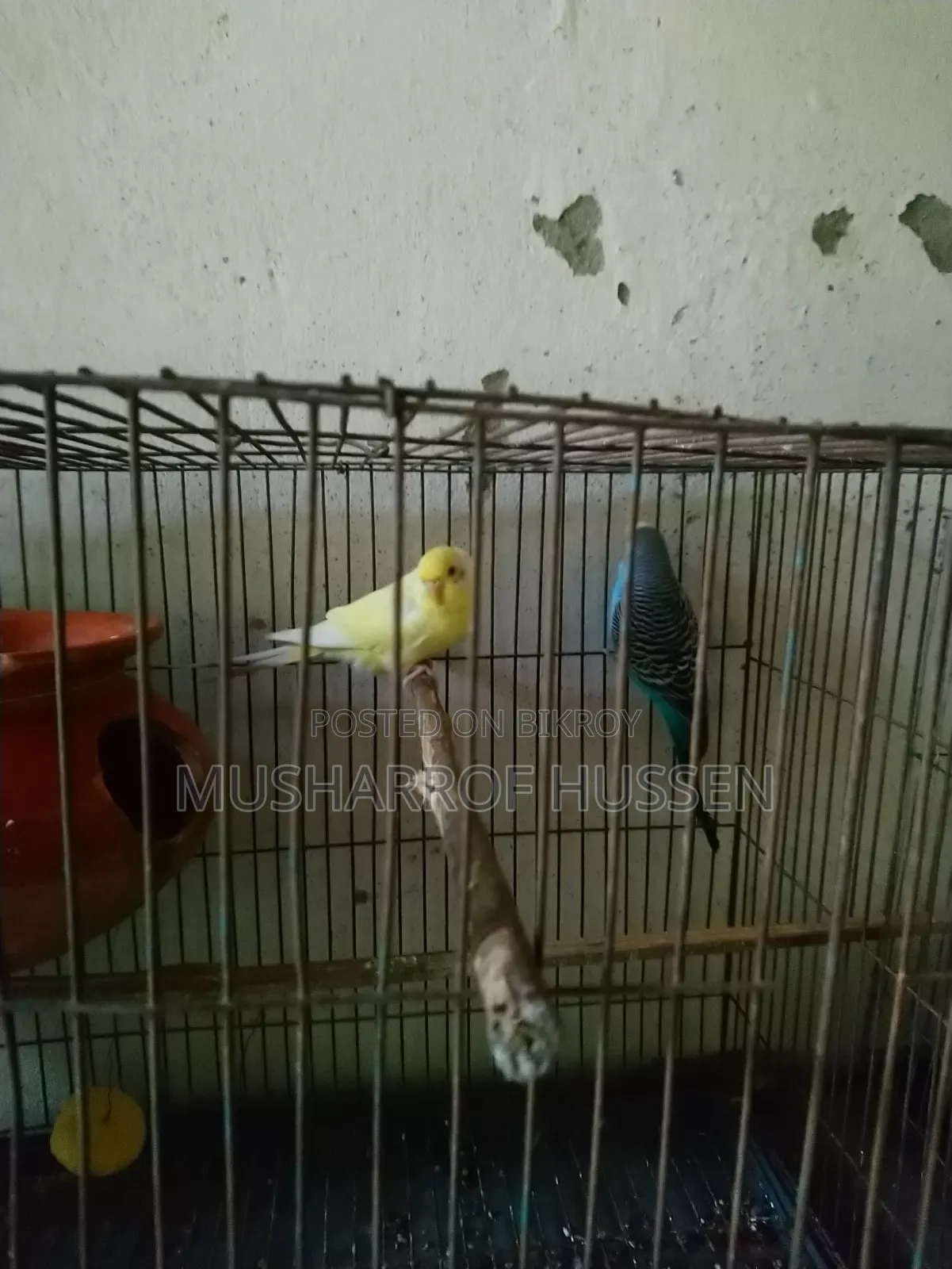 ১জোরা রানিং বাজিগর পাখি বিক্রি করা হবে