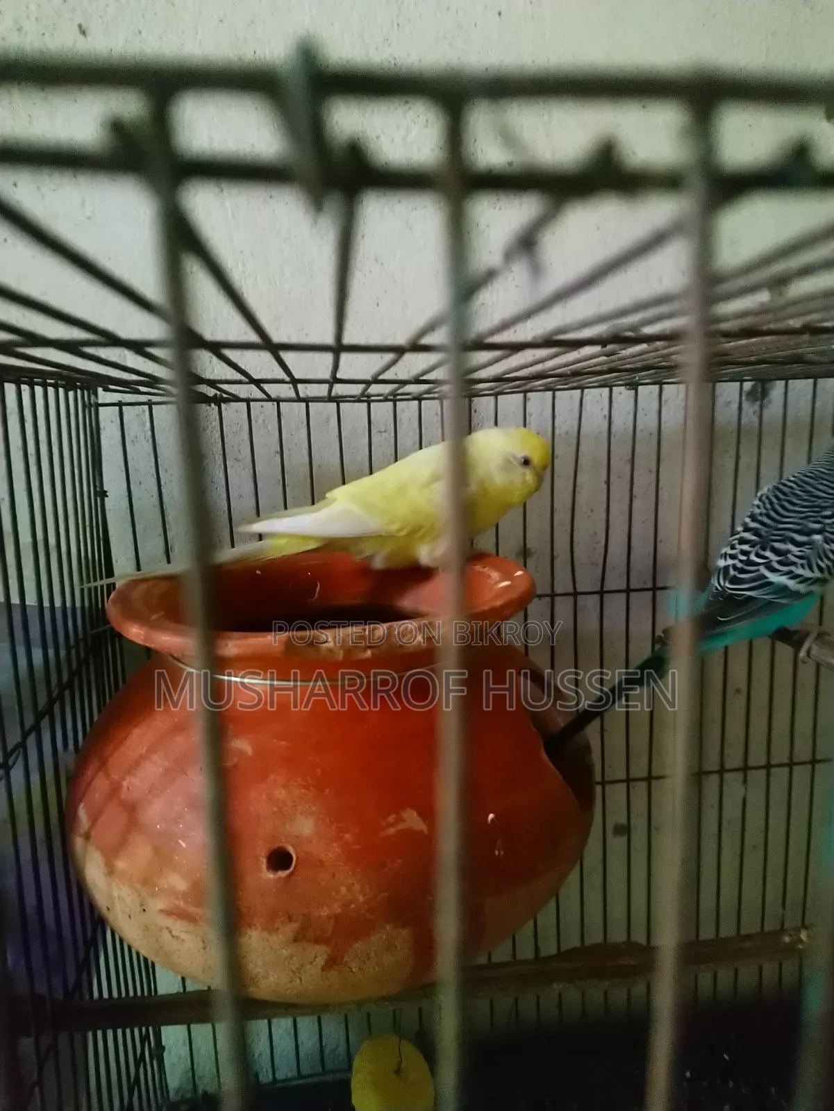 ১জোরা রানিং বাজিগর পাখি বিক্রি করা হবে