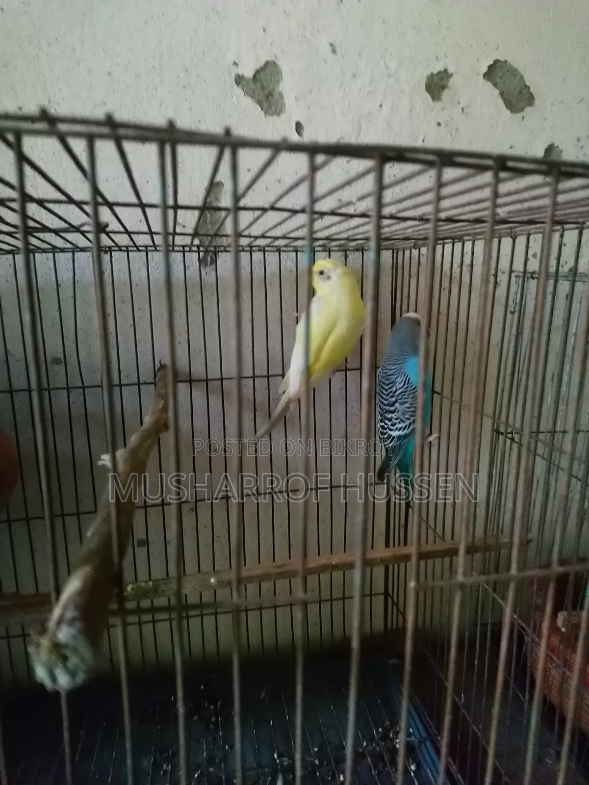 ১জোরা রানিং বাজিগর পাখি বিক্রি করা হবে