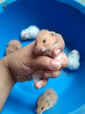 Syrian Hamster for Sell