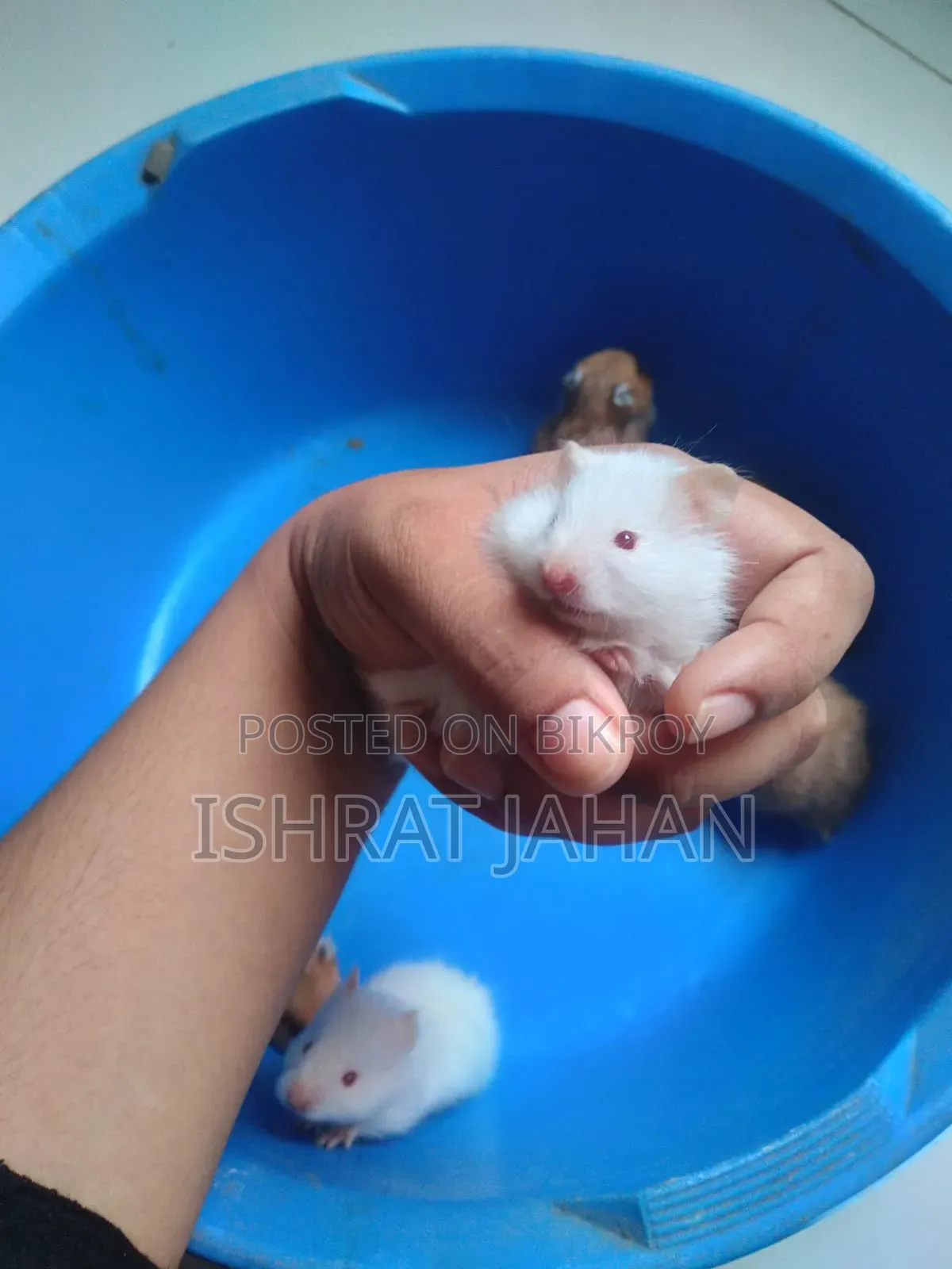 Syrian Hamster for Sell