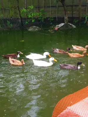 হাঁস বিক্রি হবে