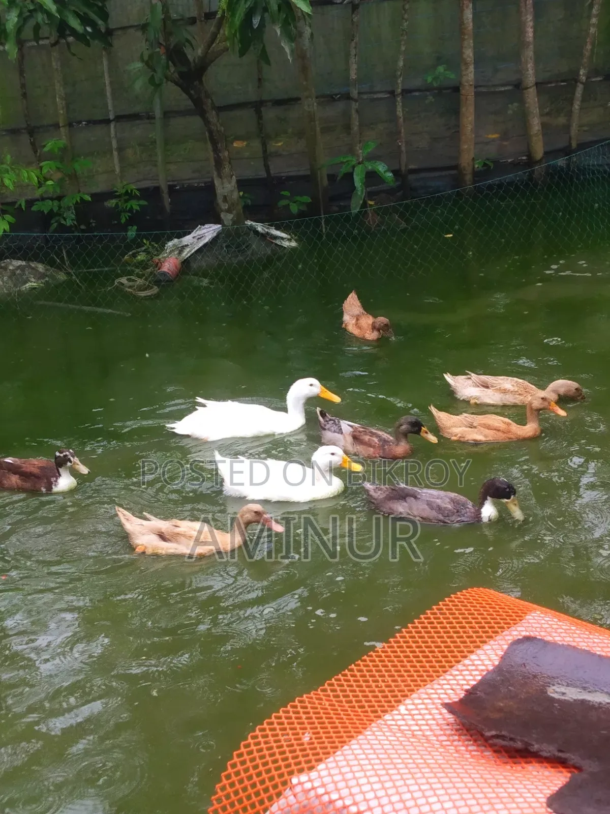হাঁস বিক্রি হবে