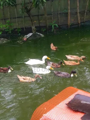 হাঁস বিক্রি হবে