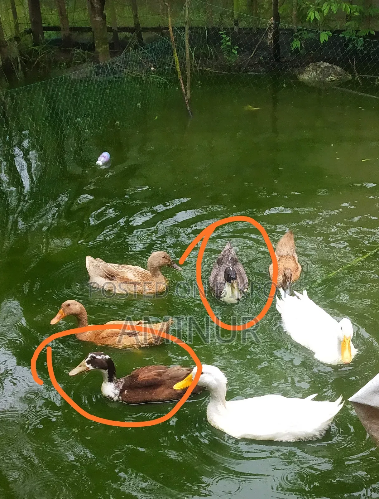 হাঁস বিক্রি হবে