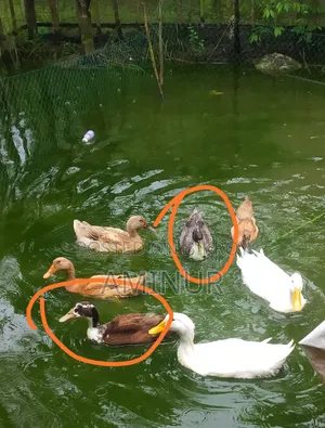 হাঁস বিক্রি হবে