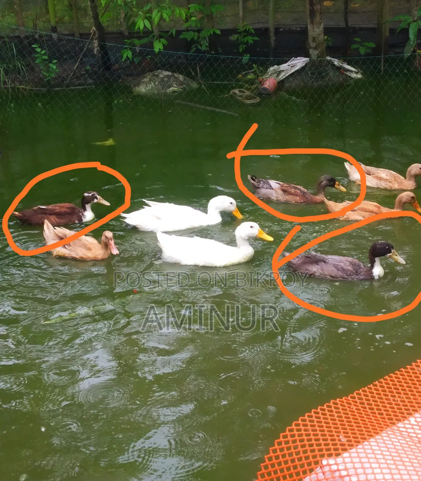 হাঁস বিক্রি হবে