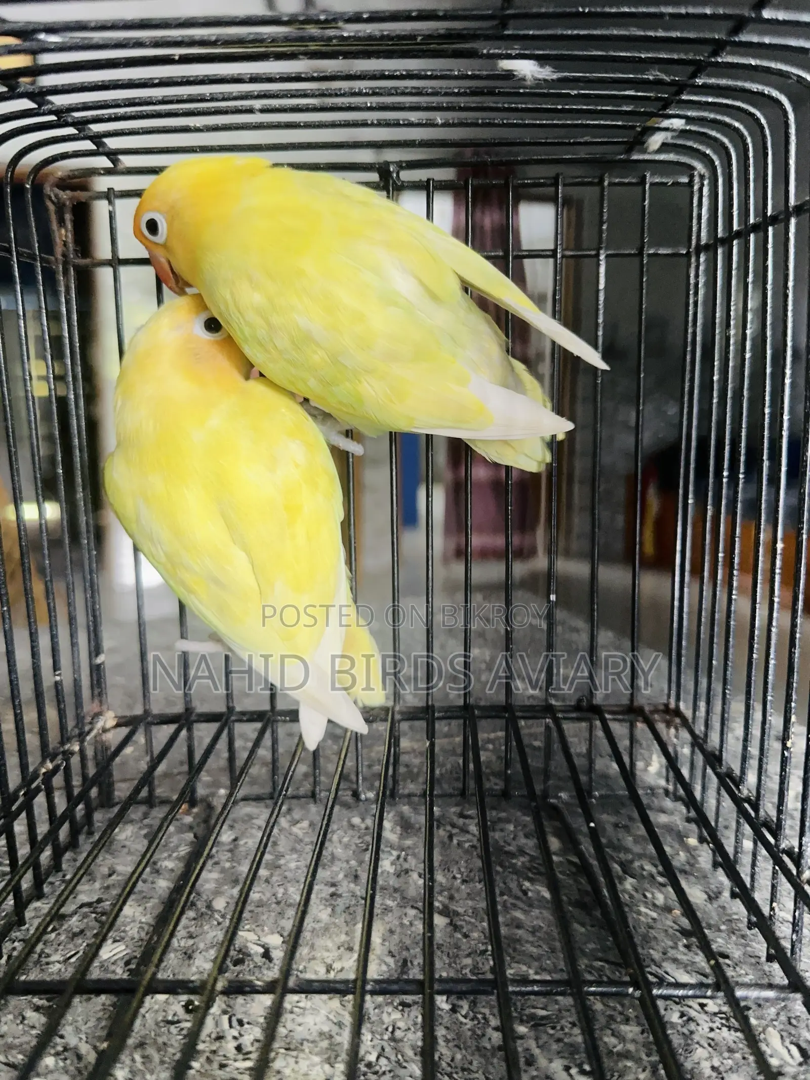 Lovebirds  Runing