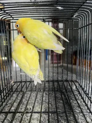 Lovebirds  Runing