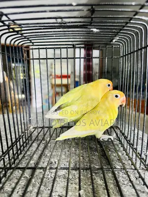 Lovebirds  Runing