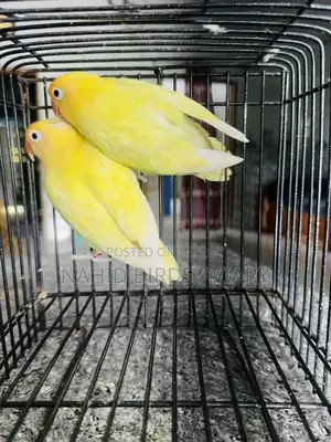 Lovebirds  Runing