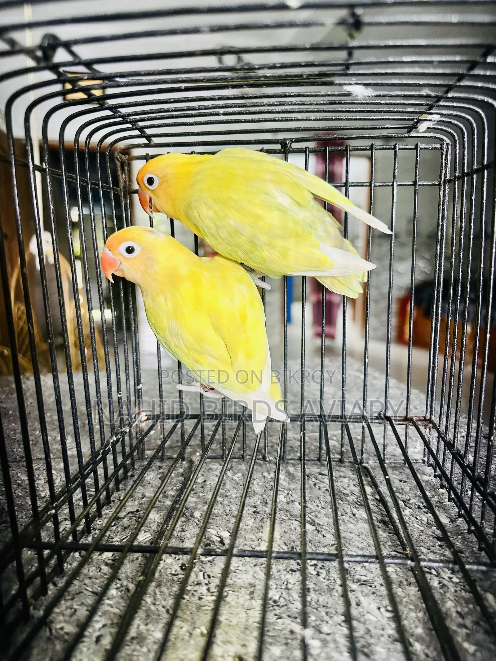 Lovebirds  Runing