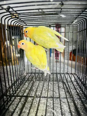 Lovebirds  Runing