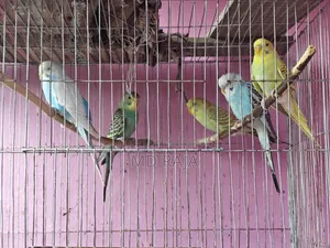 বাজরিগার পাখি সেমি এডালট