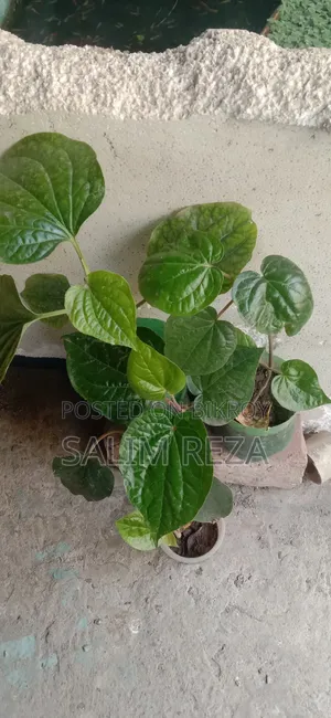 চুইঝাল ও পান গাছ