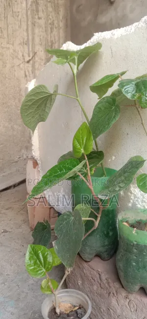 চুইঝাল ও পান গাছ