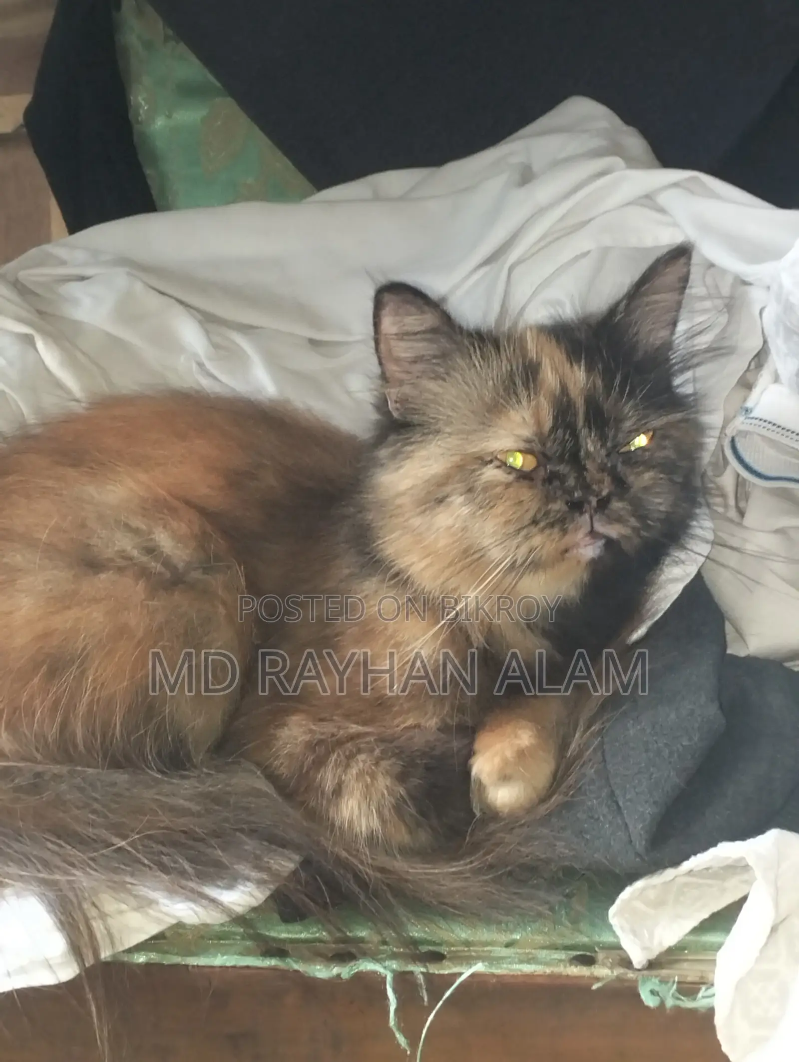1+ Year Female Purebred Persian Cat