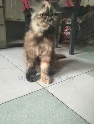 1+ Year Female Purebred Persian Cat