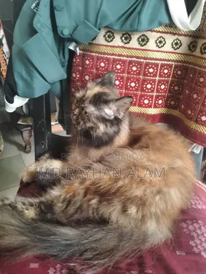 1+ Year Female Purebred Persian Cat