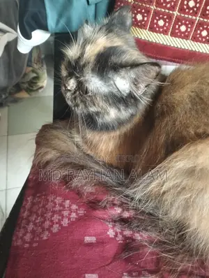 1+ Year Female Purebred Persian Cat