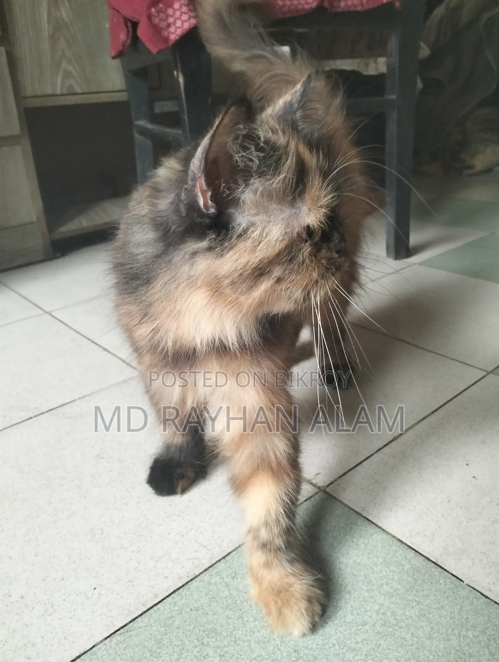 1+ Year Female Purebred Persian Cat