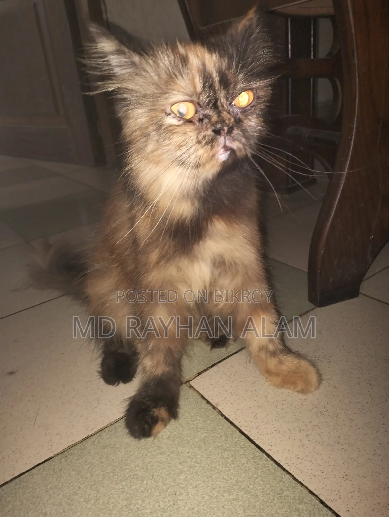 1+ Year Female Purebred Persian Cat