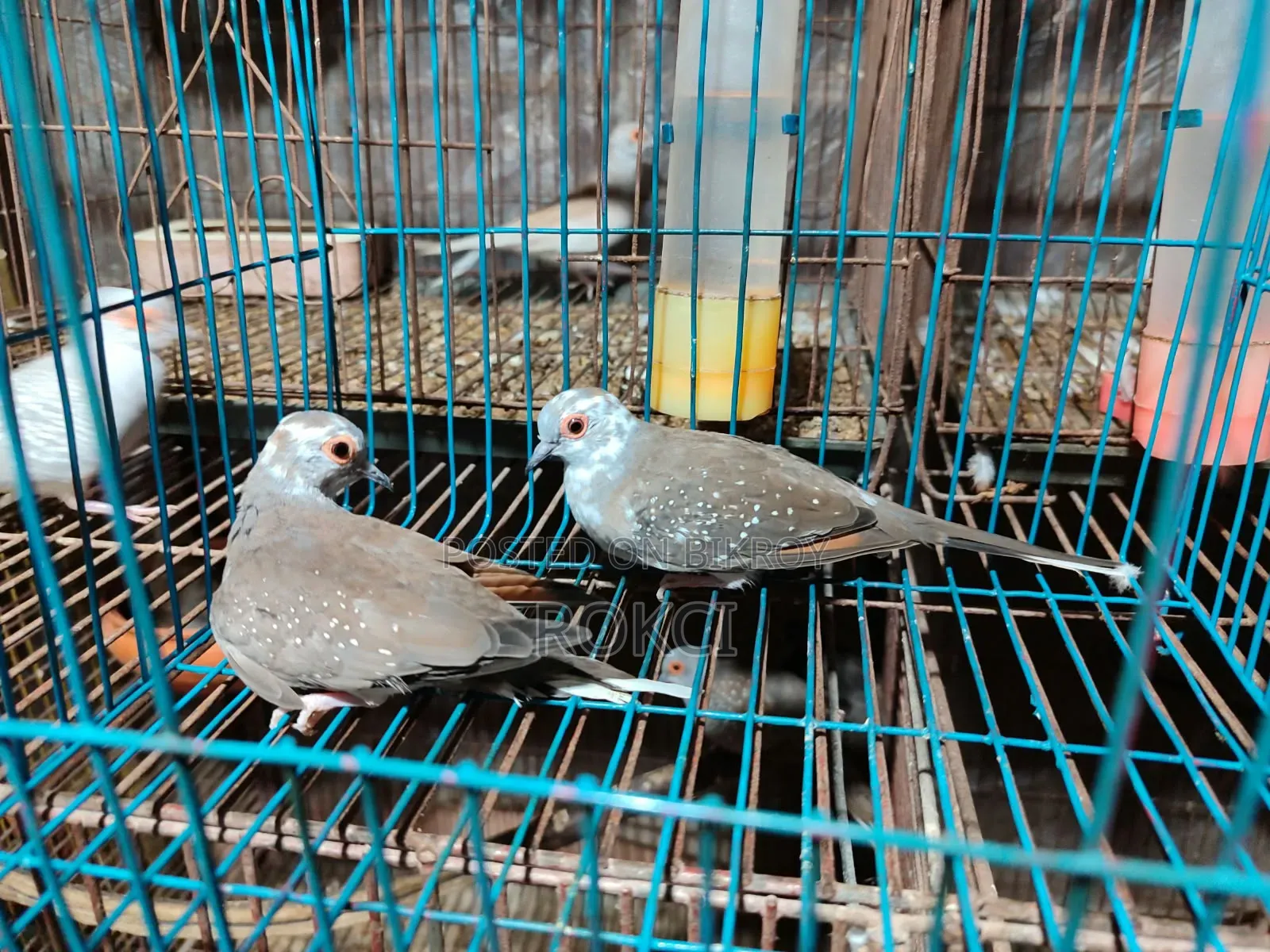 Dove Red Silver Paid