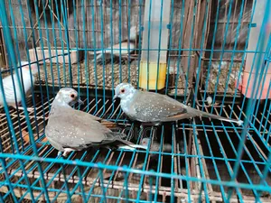 Dove Red Silver Paid