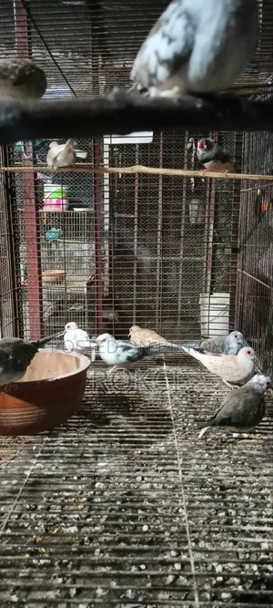 Dove Red Silver Paid