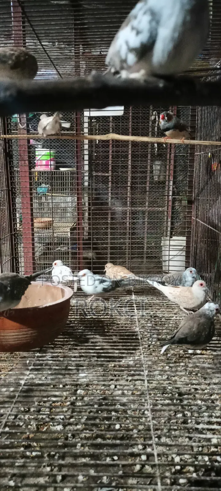 Dove Red Silver Paid